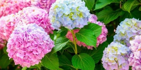 Kada presaditi hortenziju s jednog mjesta na drugo